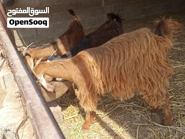 تلاتة عنايق للبيع