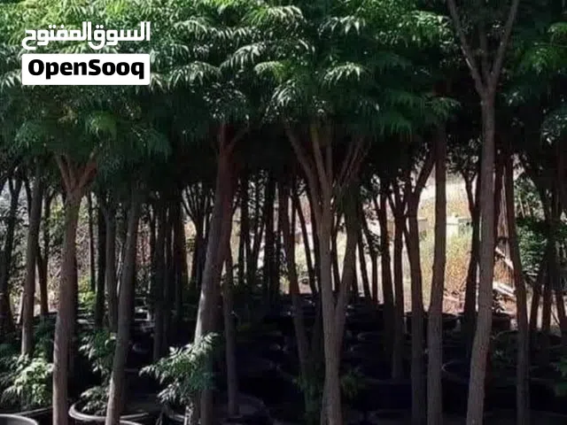 متوفر جميع أصناف الاشتال