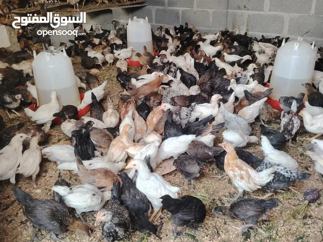 دجاج عماني للبيع