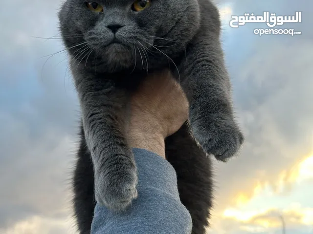 قط سكوتش فولد