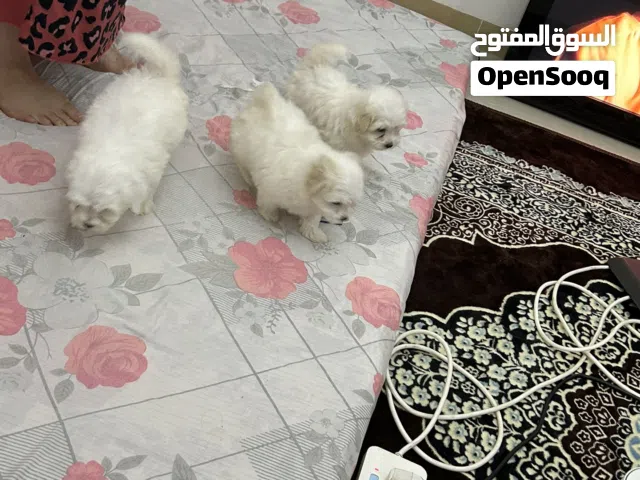 كلب مالتيز للبيع