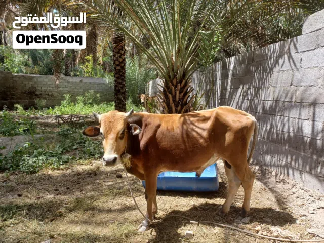 ثور عماني تهجين جيرسي العمر سنه و ثمانيه أشهر  السعر 500 قابل للتفاوض بسعر مقبول