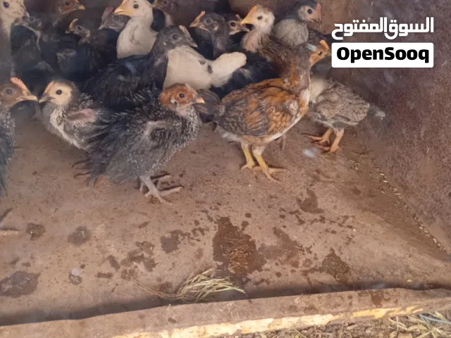صيصان جاج عمر من شهر لشهر ونص