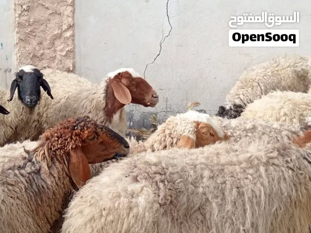 غنم عدد 13كلهم با 600