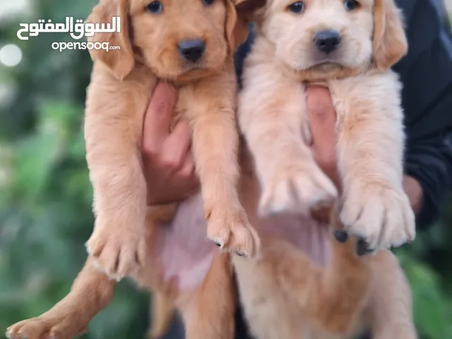 جراء جولدن مستوى عالي جدا