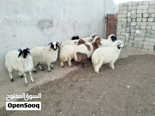 سلام عليكم خوان نشتري جميع الحيوانات البقار والقنام جميع نواع الحيوانات