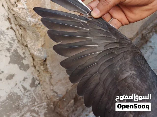 للبيع فرغ الأب زاجل اسود كويتي الام زاجليه عاديه الجسم ضغم كلش حلو فول لقحات وعلاجات ورافع مناعه لقا