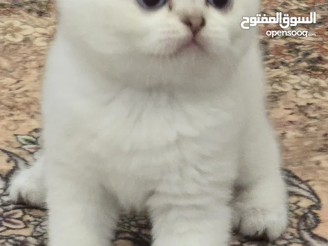 كيتن بيور اناث الاب سكوتش جولد والأم سكوتش بروان