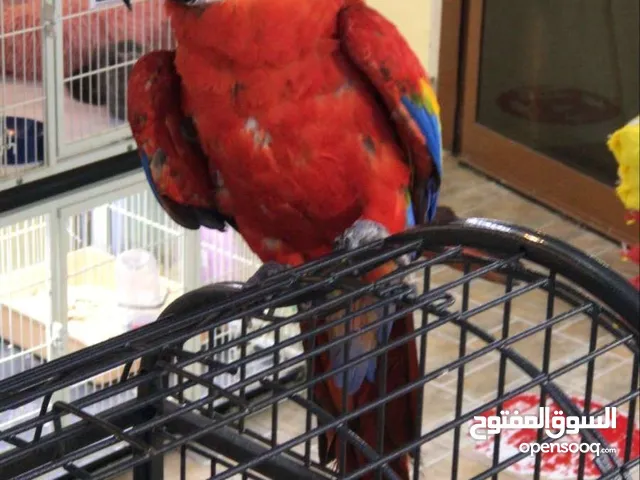 سكارليت مكاو