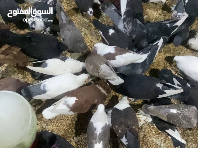 حمام للبيع
