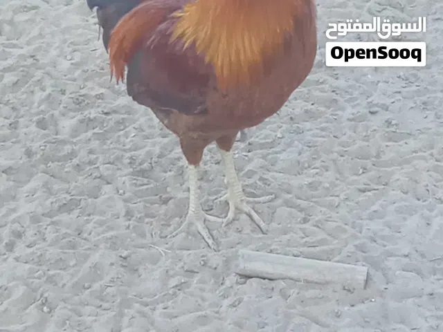 6 Months cock for sale final price 2 Riyal