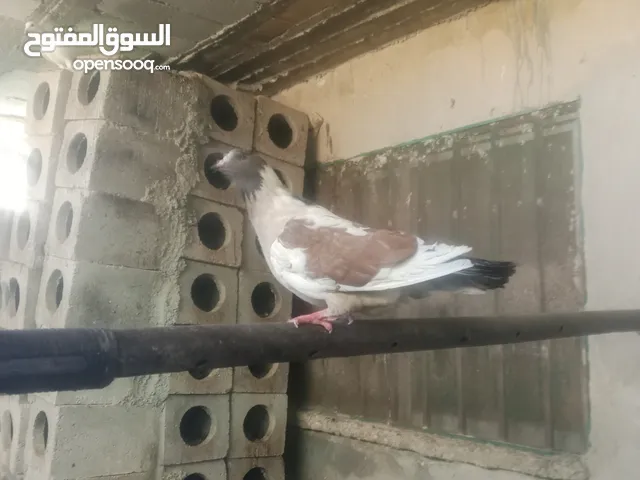 بسم الله ماشاء الله فحل حمام مصري سوبر جانبوا وانواع اخرى بسعر حررررررق اقرأ الوصف