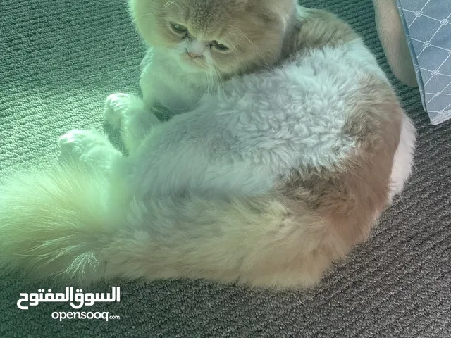 قط ذكر ميكس سكوتش فولد وهملايا للتبني بشروط