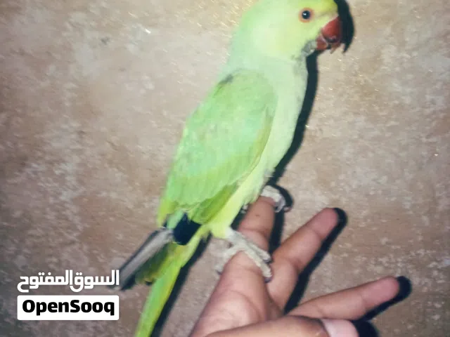 متاح فراخ دره هندي اليف 100% حجم جامبو ريش عمر اربع خمس شهور محجل كامل صلاة النبي ما بعرفو العض نهائ
