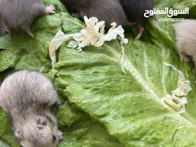 هامستر + ارانب