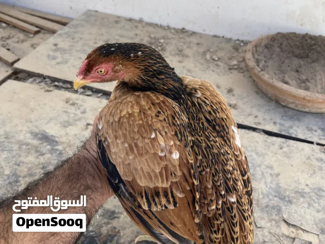 دجاج باكستاني ميوليات