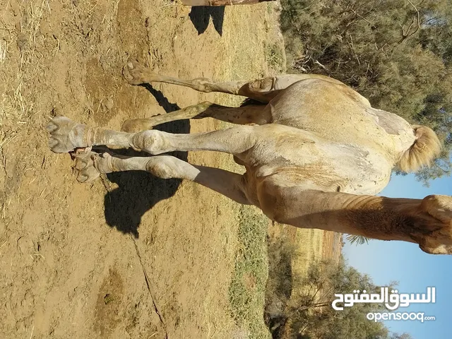 اجمال للبيع