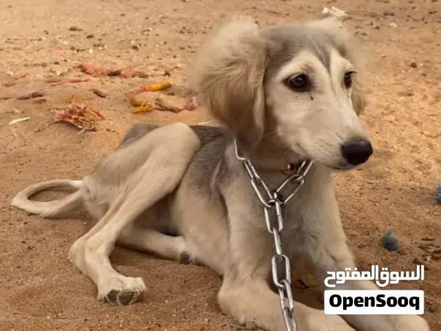 مطلوب سلق في تبوك