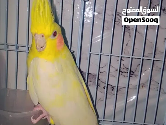 كوكتيل البينو