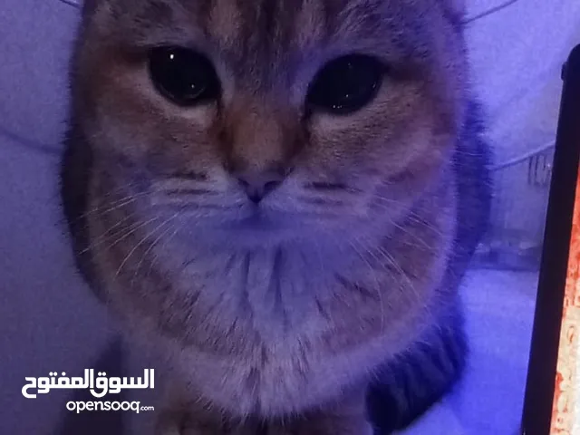 قطة انثى اليفة ولعوبة قييم واخذ توصيل مجاني