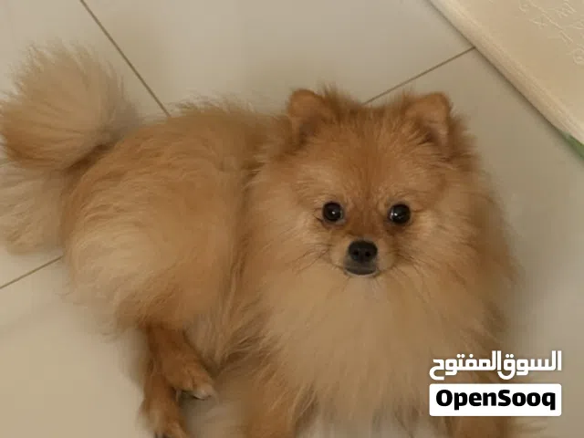 Pomeranian 9 months