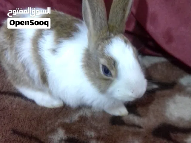 ارنب صغير خش شوف