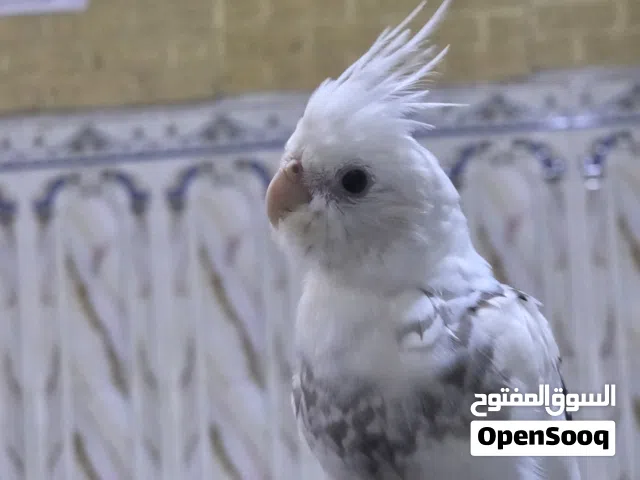 كوكتيل لون نادر