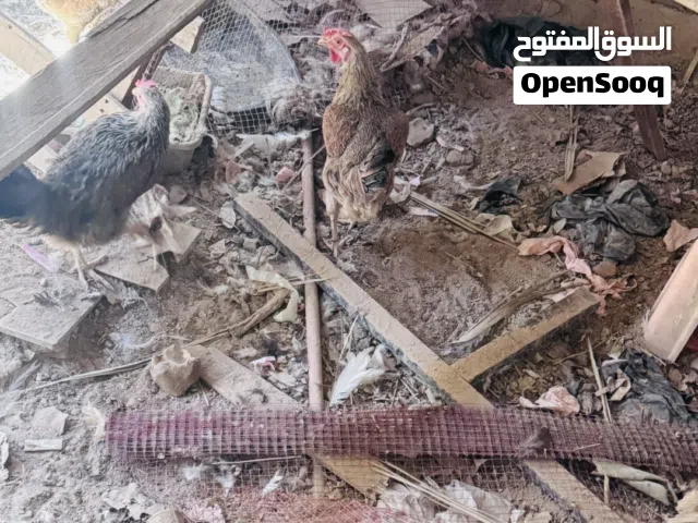 دجاج  للبيع