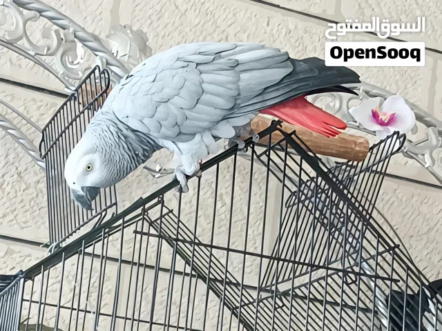 ببغاء للبيع