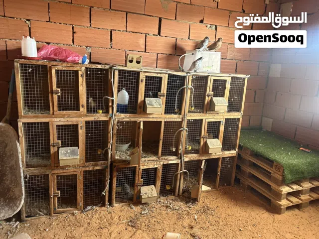 بارتيات حمام 9صنديق معاهم شبكة مياة