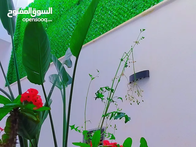 53 دينار للمتر مربع السلام عليكم ورحمة الله وبركاته.. سياج معشب بالتركيب خامة ربي يبارك فني تركيب