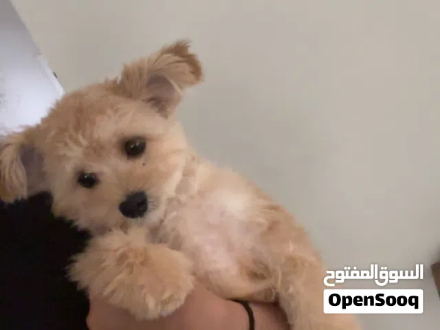 كلب الليف جدا