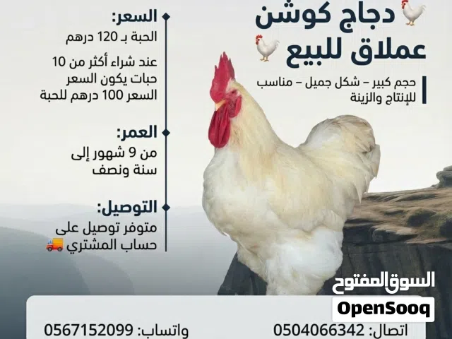 دياي كوشن العملاق