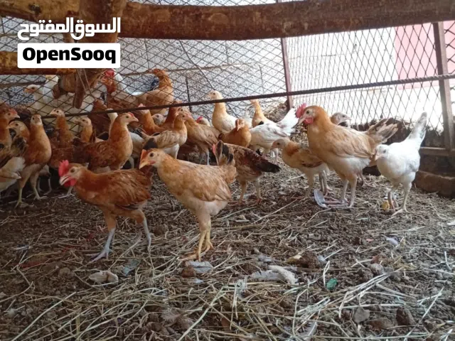 صيصان بعمر شهرين