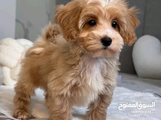 poodle puppies for sale