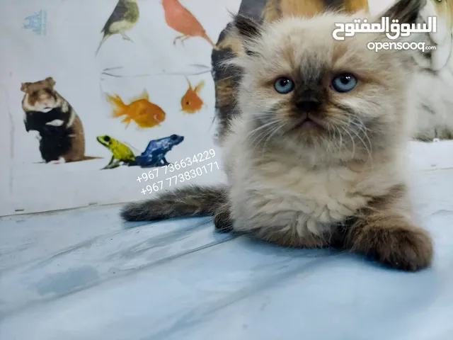 قطط متنوعه هملتيا وتركي وشيرازي نقي 100%