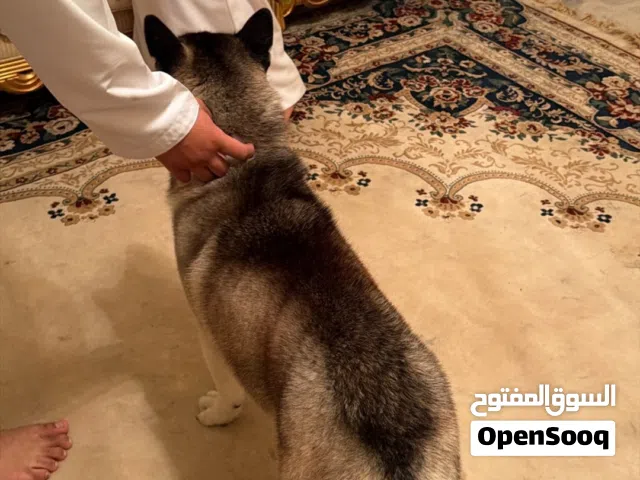 هسكي لعوب