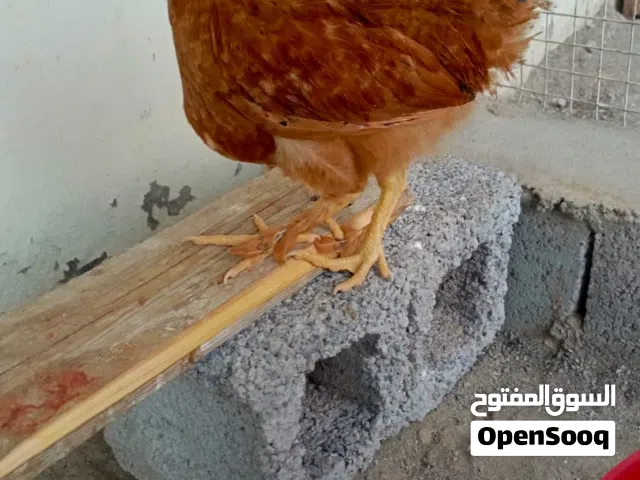 دجاج للبيع