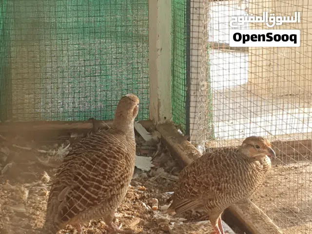 صفارد باكستاني