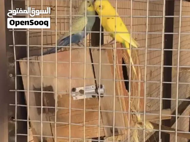 للبيع زوج بادجي
