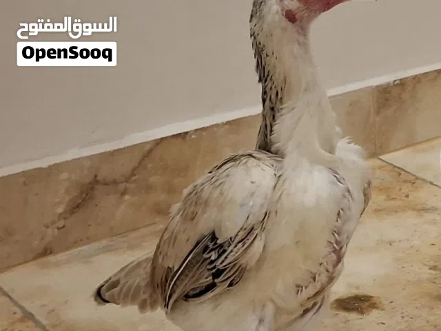 للبيع زوج كشامو القزم صحه ونضافه مستوى عالي جاهزين إلى الانتاج للاستفسار: