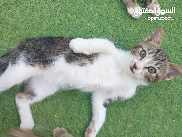 قطط أناثي للبيع
