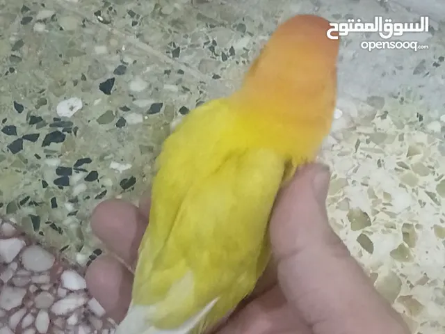 طير فيشر صحة ونظافة أليف طفره ..............................