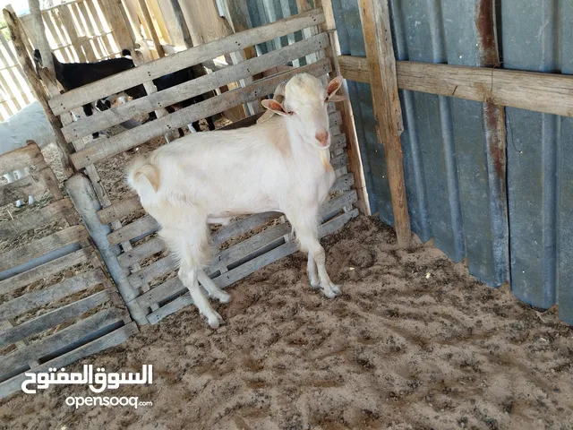 جدي فرنسي تبارك الرحمن