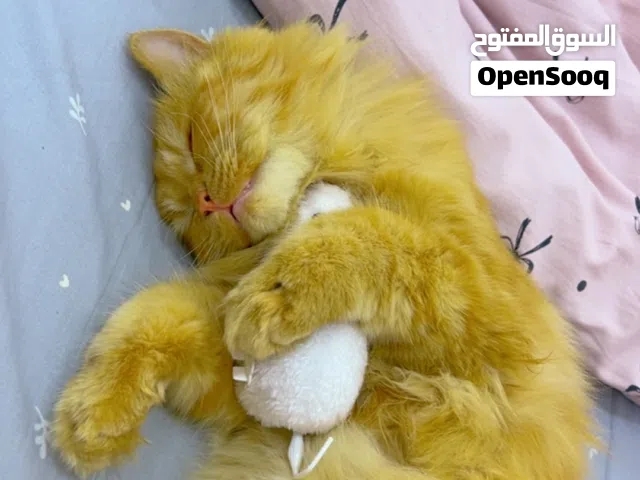 قط شيرازي ملقح مع ملحقاتة
