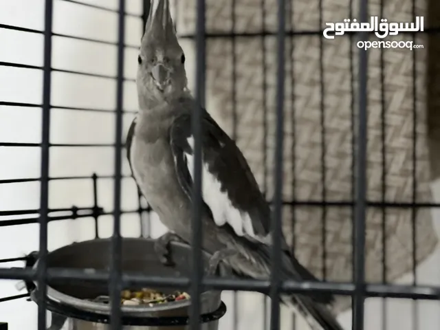 زوج كوكتيل فرنساوي للبيع بالقفص كبير القفص سبب البيع نبي نسافر وماعنديش وين نحطهم