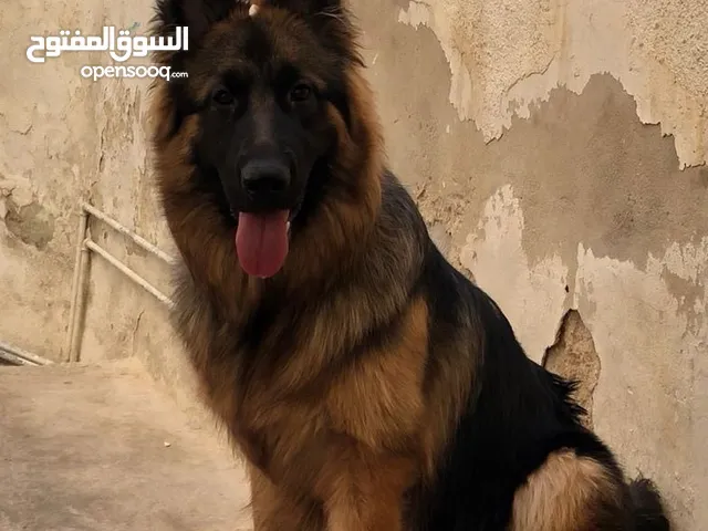 German Shepherd Long Hair أنثى بعمر السنة أيام