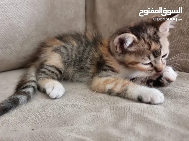 قطه للتبني