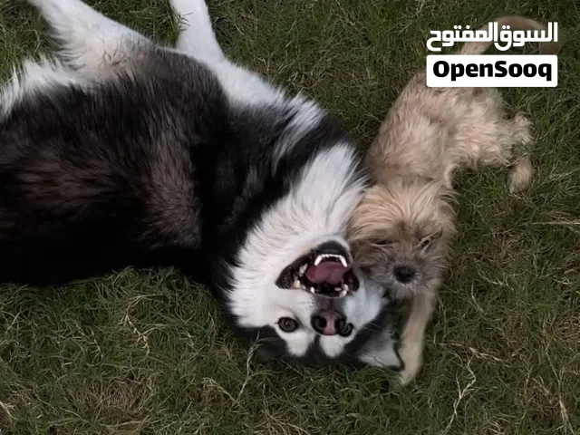هاسكي مالموت