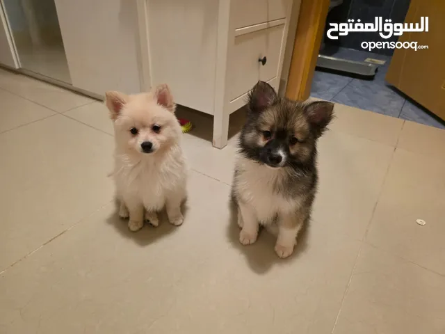 كلاب صغار للبيع 150 ريال